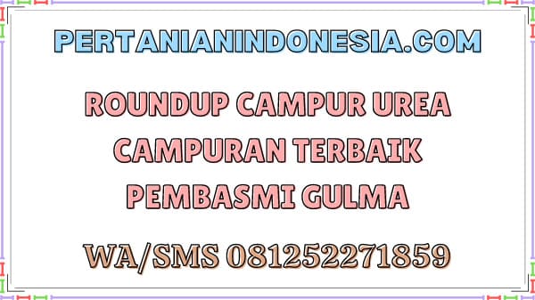 Roundup Campur Urea Campuran Terbaik Pembasmi Gulma